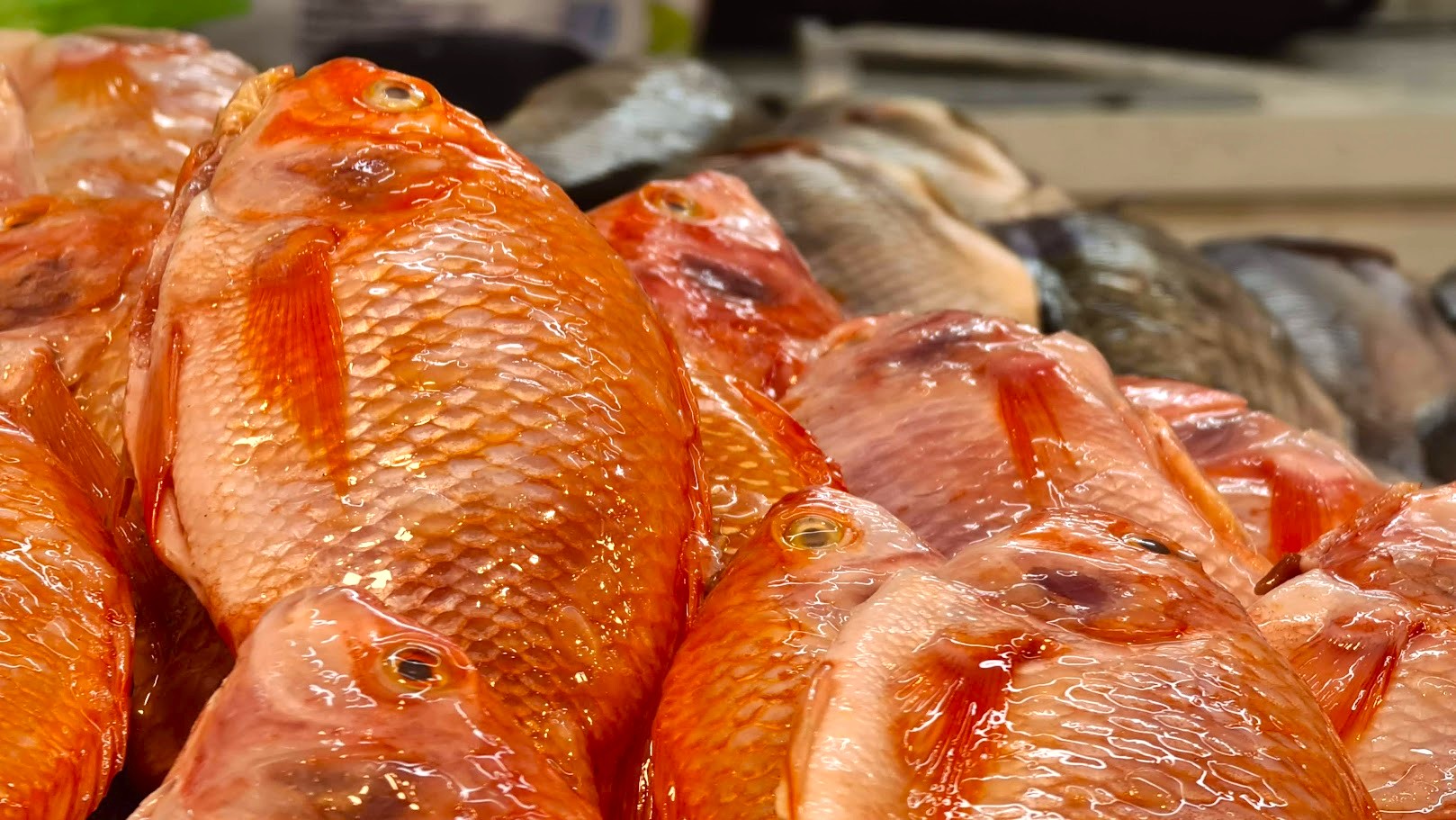 Semana Santa el auge del pescado redefine el consumo activa la economia y la diversidad culinaria 4