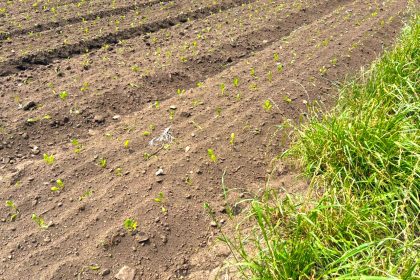Suspenden cultivo de papa en Sesquile por uso ilegal de agua y ocupacion de zona protegida1