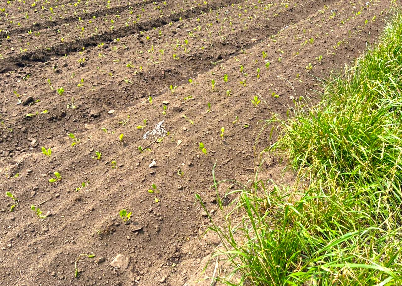 Suspenden cultivo de papa en Sesquile por uso ilegal de agua y ocupacion de zona protegida1