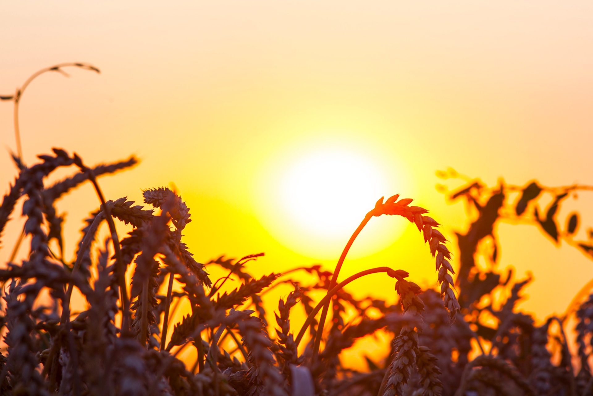 Alerta global el calor extremo ya esta afectando los alimentos y podria empeorar en los proximos anos1