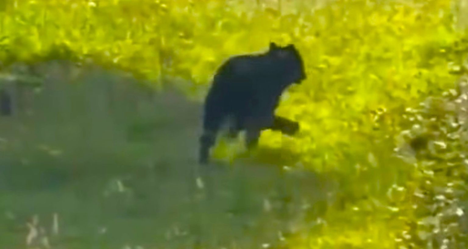 Oso andino juvenil aparece cerca de zona urbana en La Calera y activo monitoreo ambiental