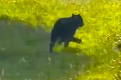 Oso andino juvenil aparece cerca de zona urbana en La Calera y activo monitoreo ambiental