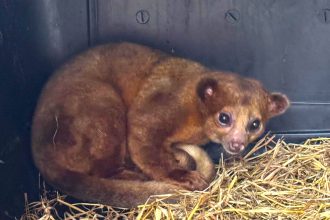 Perro de monte regresa a su habitat en Cundinamarca tras un ano de recuperacion1