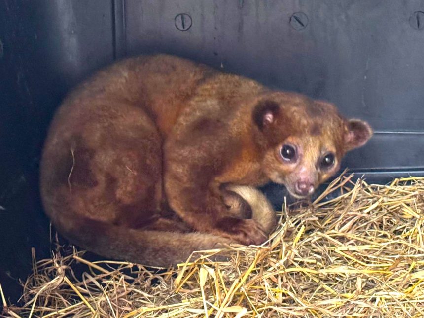 Perro de monte regresa a su habitat en Cundinamarca tras un ano de recuperacion1