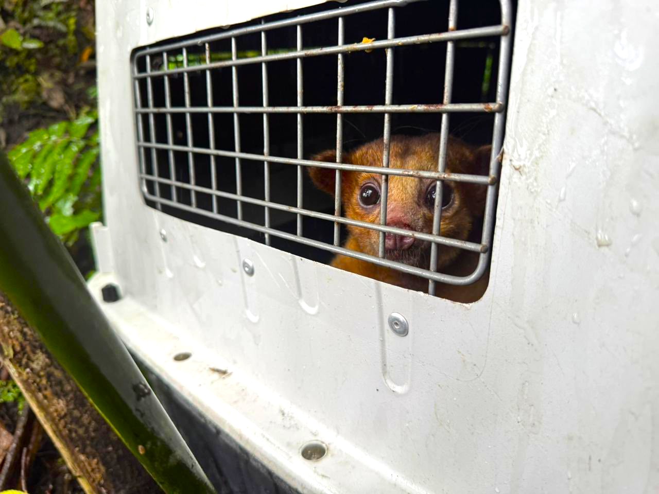 Perro de monte regresa a su habitat en Cundinamarca tras un ano de recuperacion2