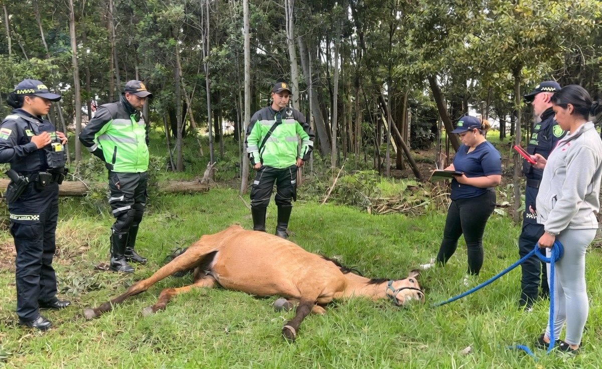 Rescatan yegua en estado critico de abandono en Chia denuncia ciudadana evito un desenlace fatal
