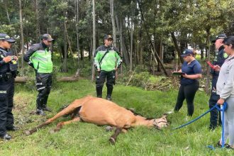 Rescatan yegua en estado critico de abandono en Chia denuncia ciudadana evito un desenlace fatal