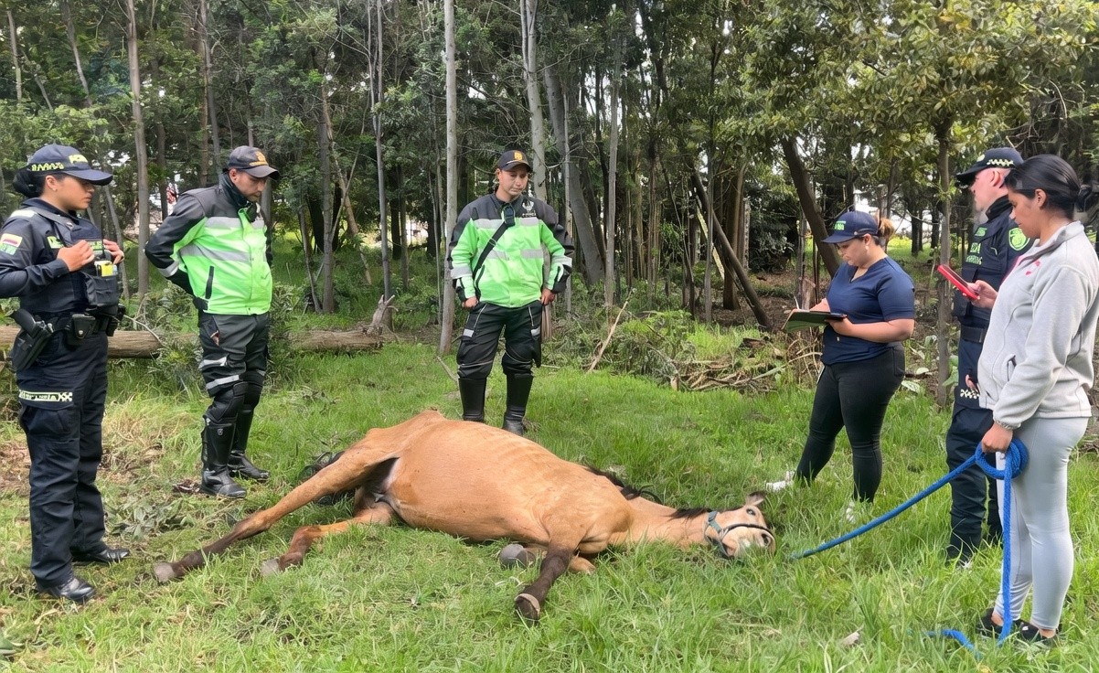 Rescatan yegua en estado critico de abandono en Chia denuncia ciudadana evito un desenlace fatal