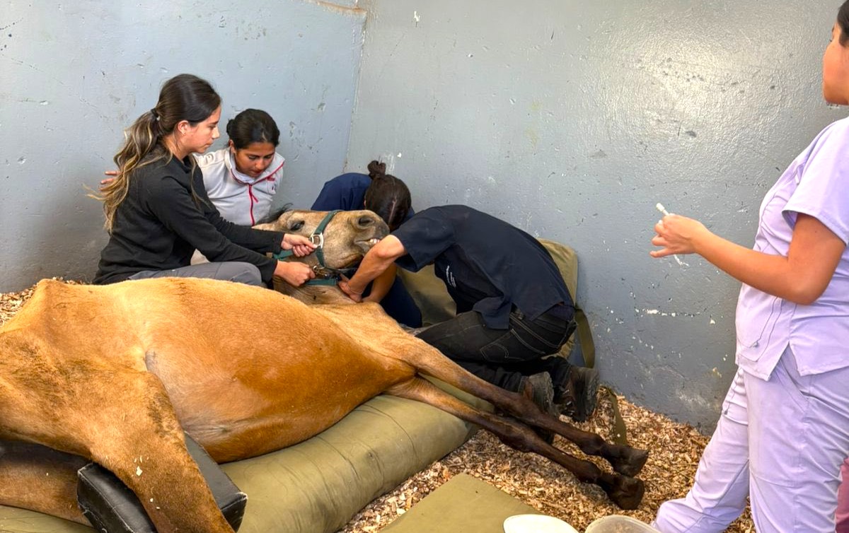 Rescatan yegua en estado critico de abandono en Chia denuncia ciudadana evito un desenlace fatal2