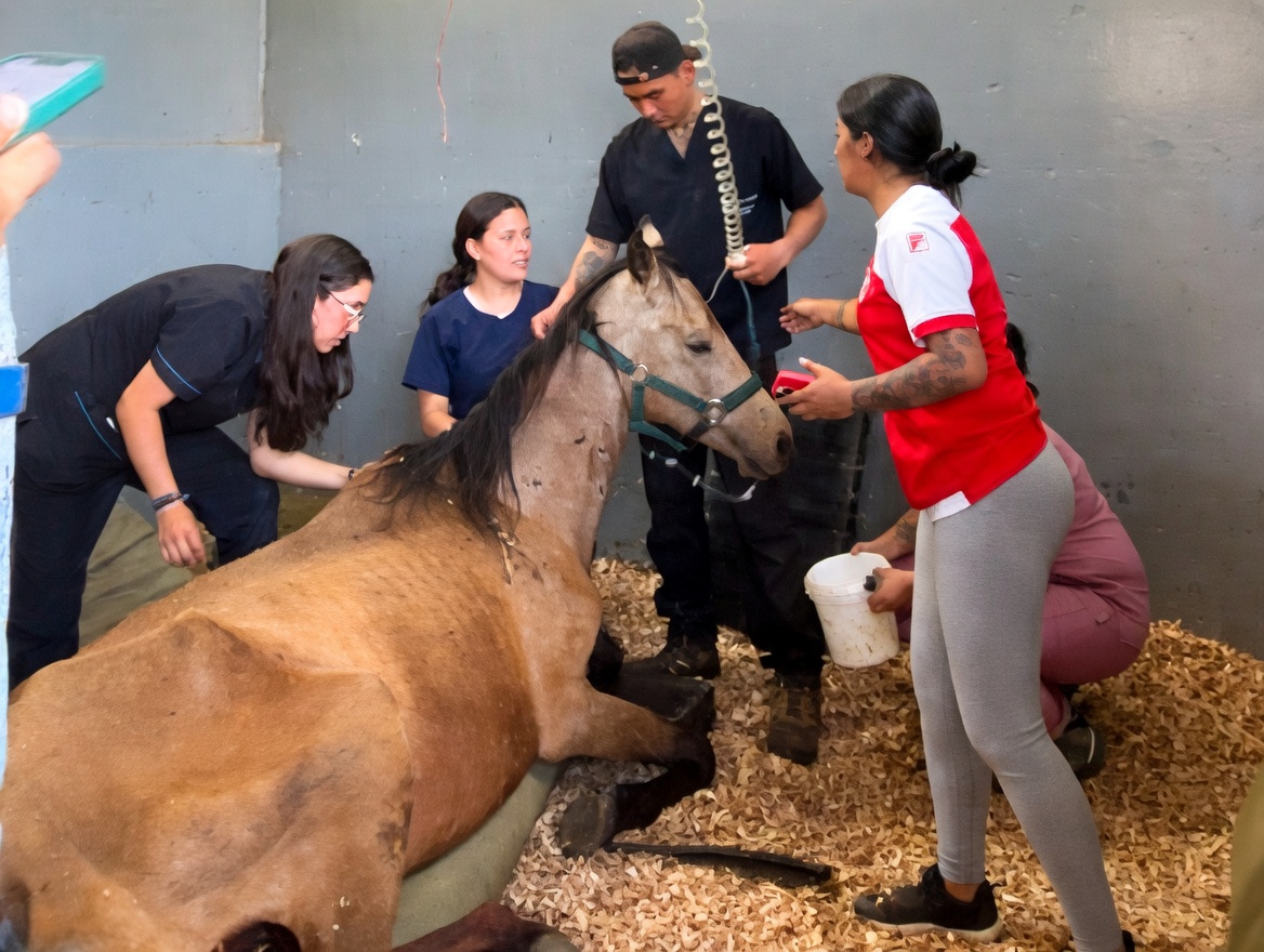 Rescatan yegua en estado critico de abandono en Chia denuncia ciudadana evito un desenlace fatal3