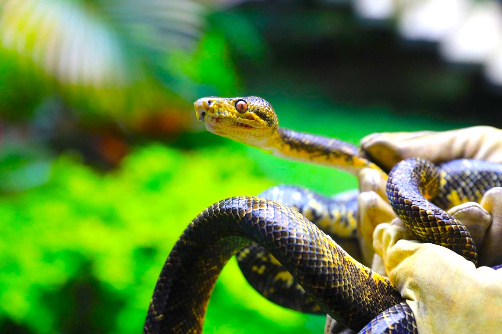 Semana Santa en Cundinamarca deja mas fauna en riesgo y un alarmante numero de animales muertos