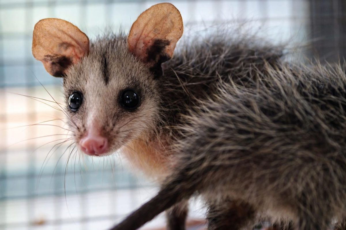 Semana Santa en Cundinamarca deja mas fauna en riesgo y un alarmante numero de animales muertos1