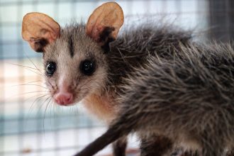 Semana Santa en Cundinamarca deja mas fauna en riesgo y un alarmante numero de animales muertos1