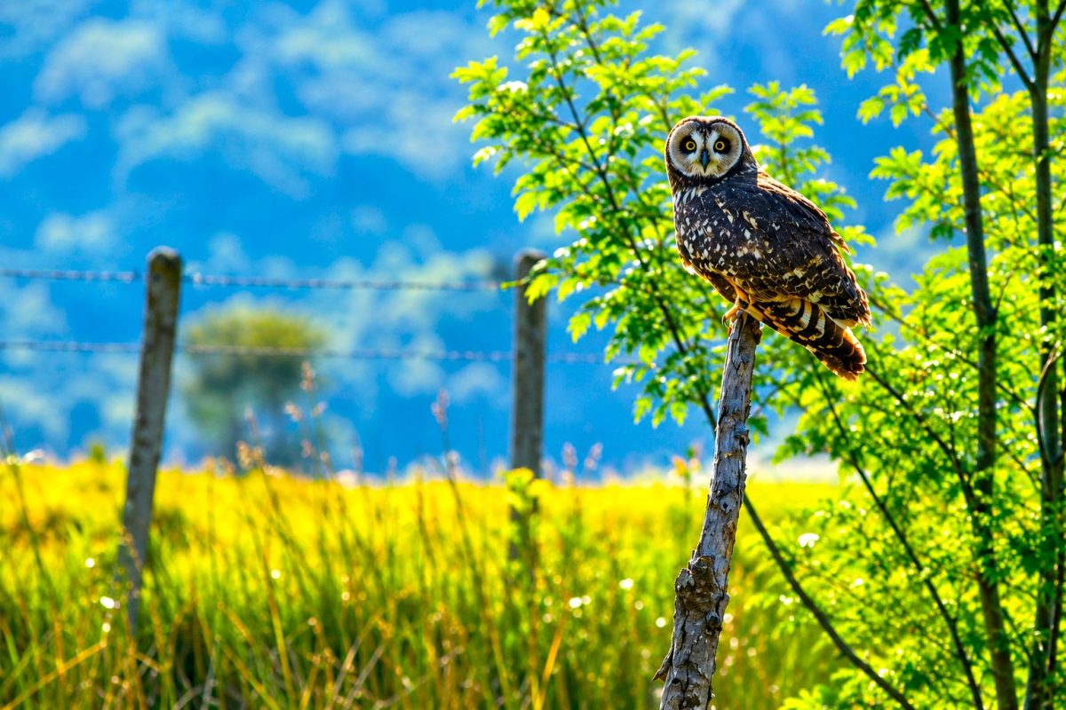 Chia registro 32 especies de aves durante el Global Big Day y reforzo el llamado a proteger sus humedales1