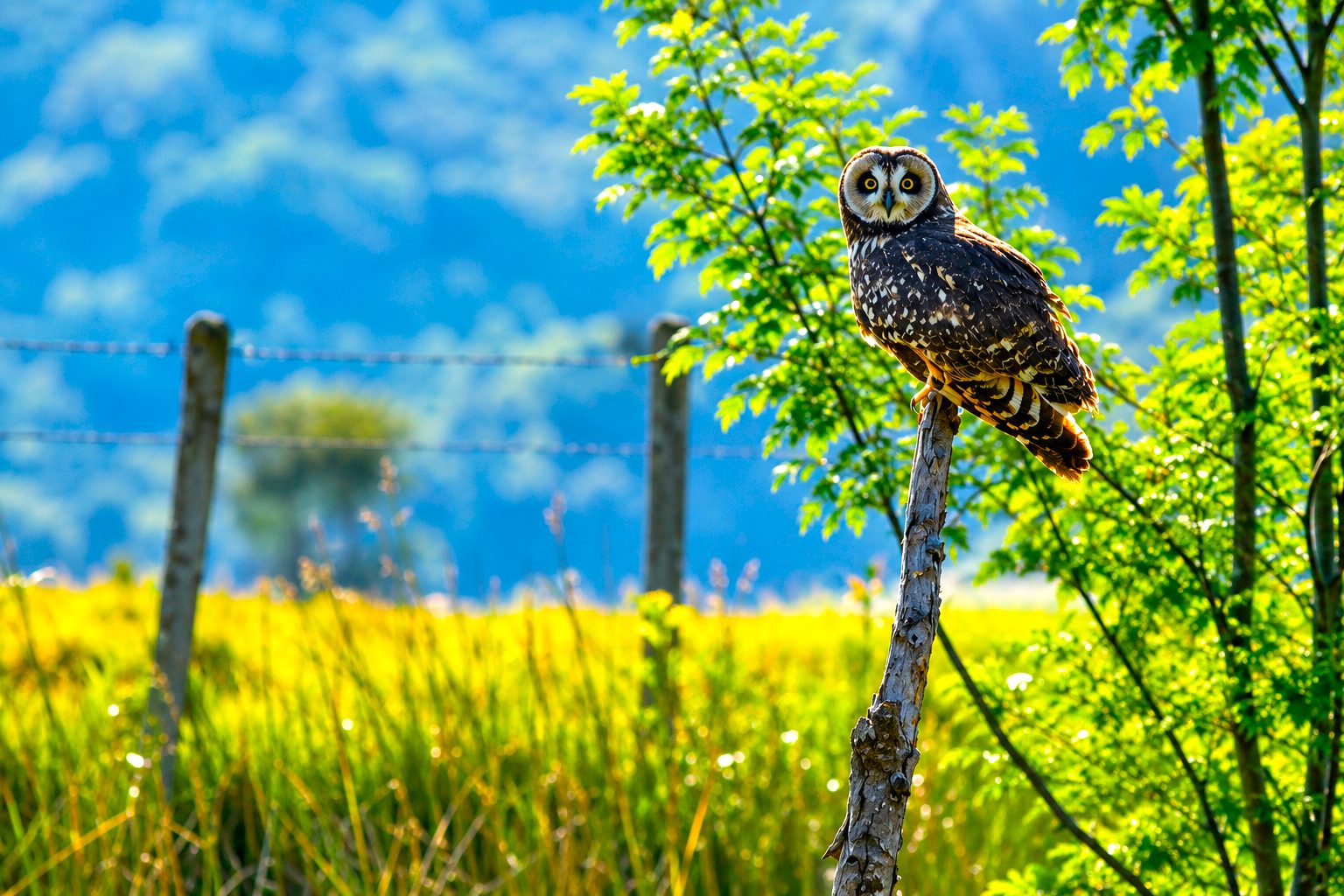 Chia registro 32 especies de aves durante el Global Big Day y reforzo el llamado a proteger sus humedales1