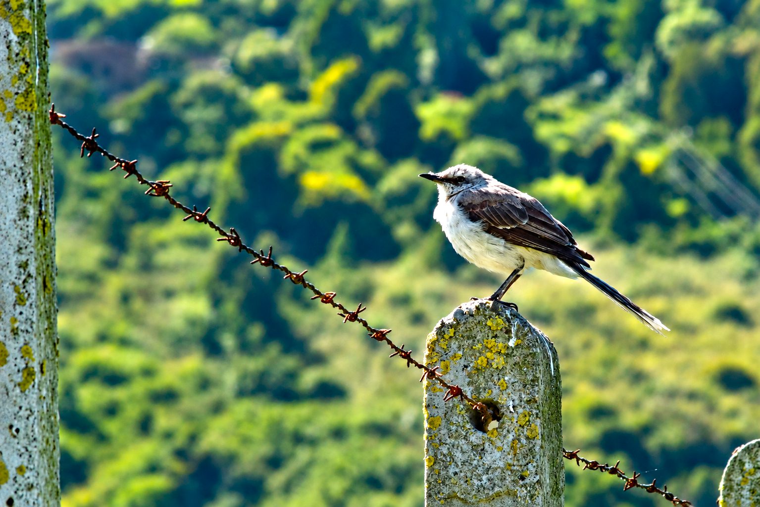 Chia registro 32 especies de aves durante el Global Big Day y reforzo el llamado a proteger sus humedales4