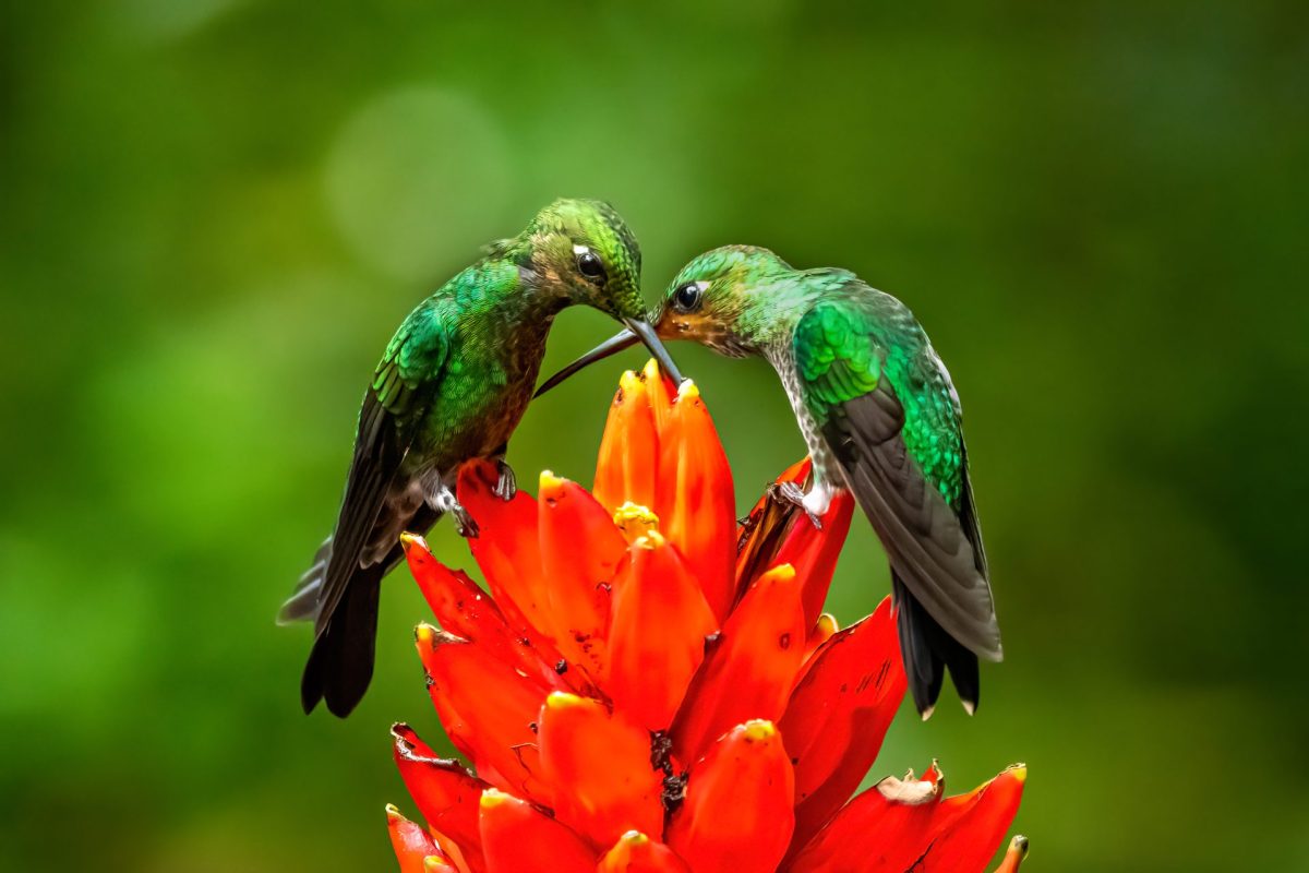 Colombia por el liderazgo mundial del Global Big Day 2026 con mas de 1.950 especies de aves registradas1