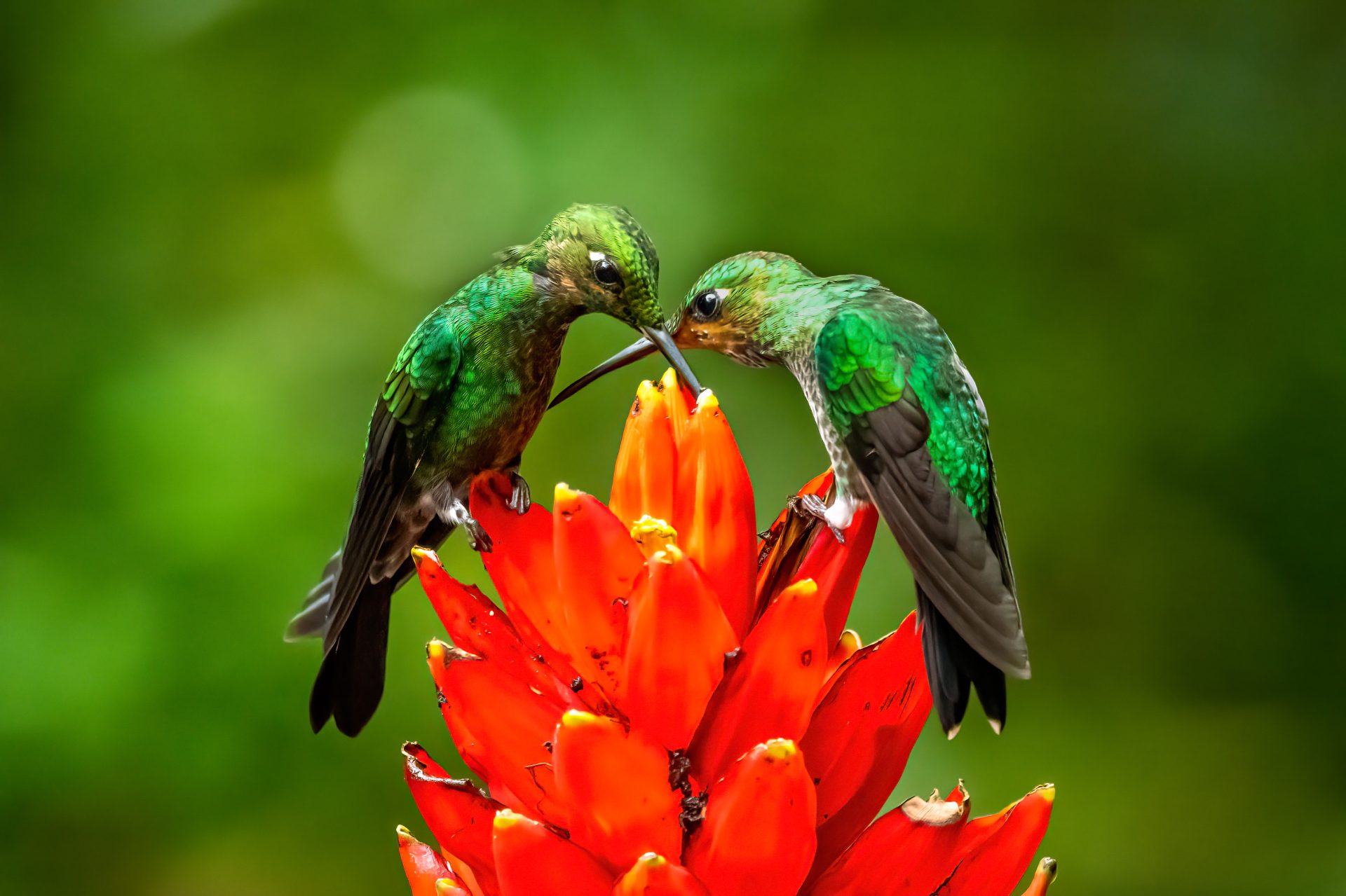 Colombia por el liderazgo mundial del Global Big Day 2026 con mas de 1.950 especies de aves registradas1