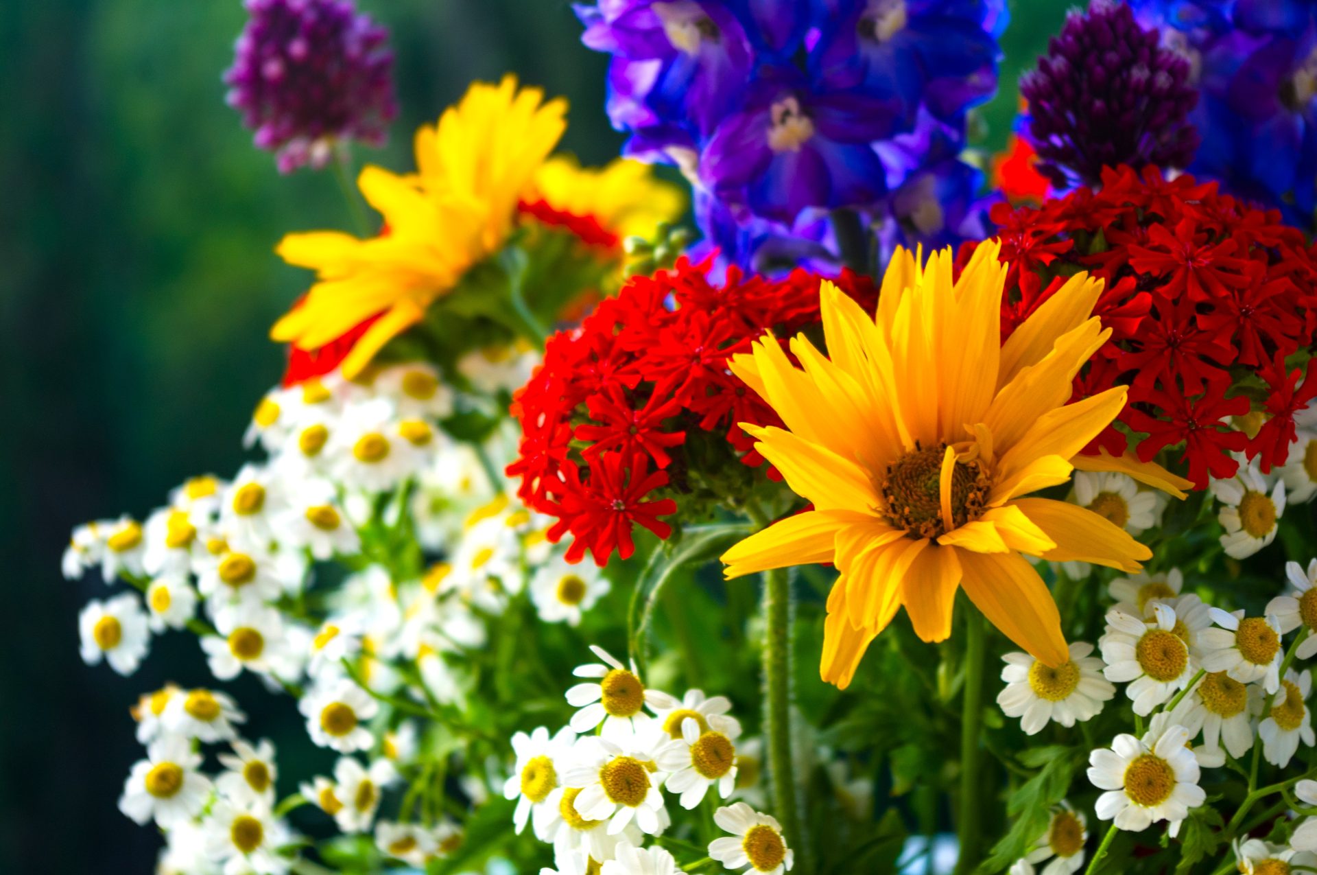 Colombia se consolidad en exportacion de flores y conquista los mercados mas exigentes del mundo2