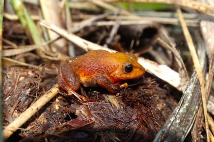 Dos nuevas especies de ranas fueron descubiertas en el paramo de Farallones de Cali