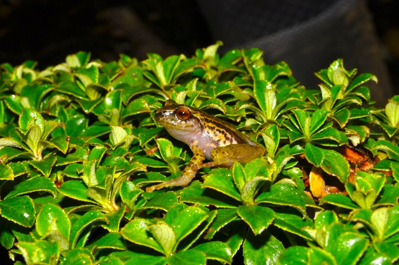 Dos nuevas especies de ranas fueron descubiertas en el paramo de Farallones de Cali 2