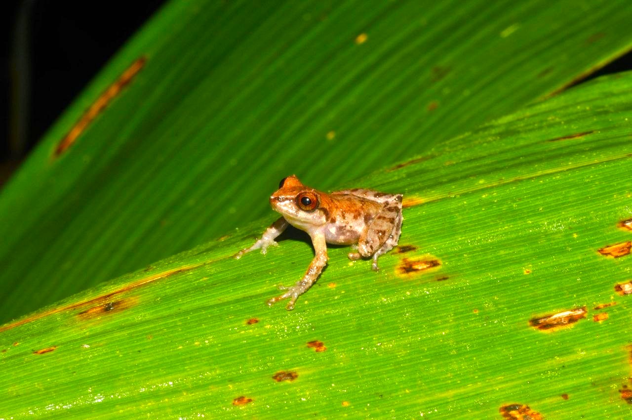 Dos nuevas especies de ranas fueron descubiertas en el paramo de Farallones de Cali 3