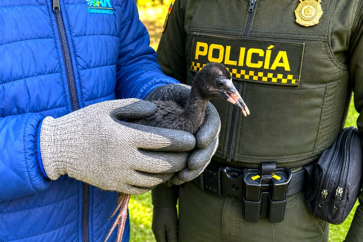 Ibis negro aumenta su presencia en la provincia de Sumapaz y ya anida en zonas urbanas1