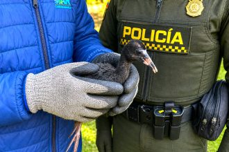 Ibis negro aumenta su presencia en la provincia de Sumapaz y ya anida en zonas urbanas1