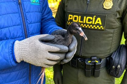 Ibis negro aumenta su presencia en la provincia de Sumapaz y ya anida en zonas urbanas1