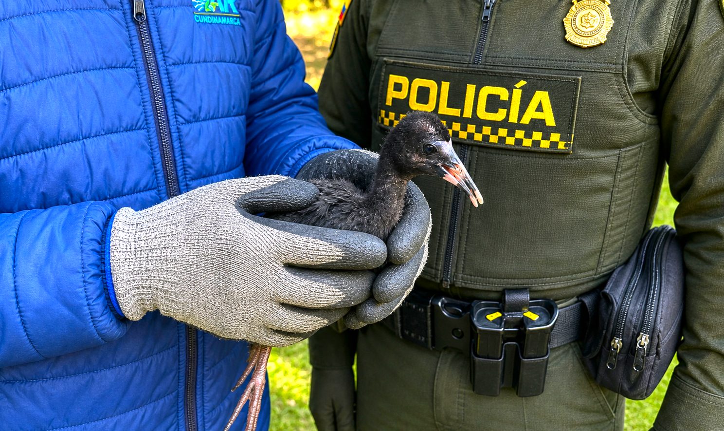 Ibis negro aumenta su presencia en la provincia de Sumapaz y ya anida en zonas urbanas1
