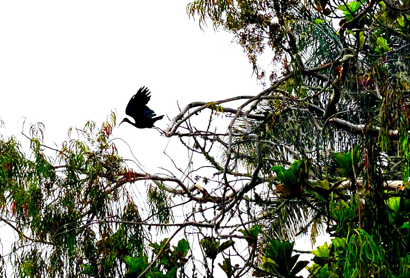 Ibis negro aumenta su presencia en la provincia de Sumapaz y ya anida en zonas urbanas2
