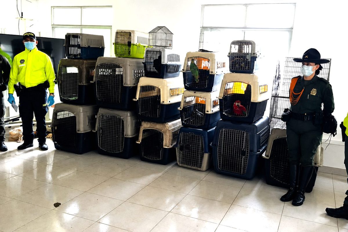 Judicializado a creador digital en Putumayo por presunto cautiverio y maltrato de 30 animales silvestres1