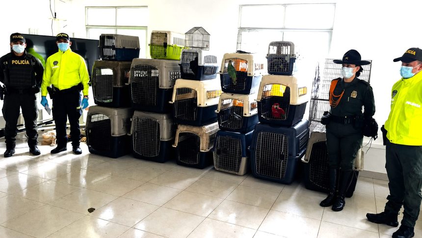 Judicializado a creador digital en Putumayo por presunto cautiverio y maltrato de 30 animales silvestres1