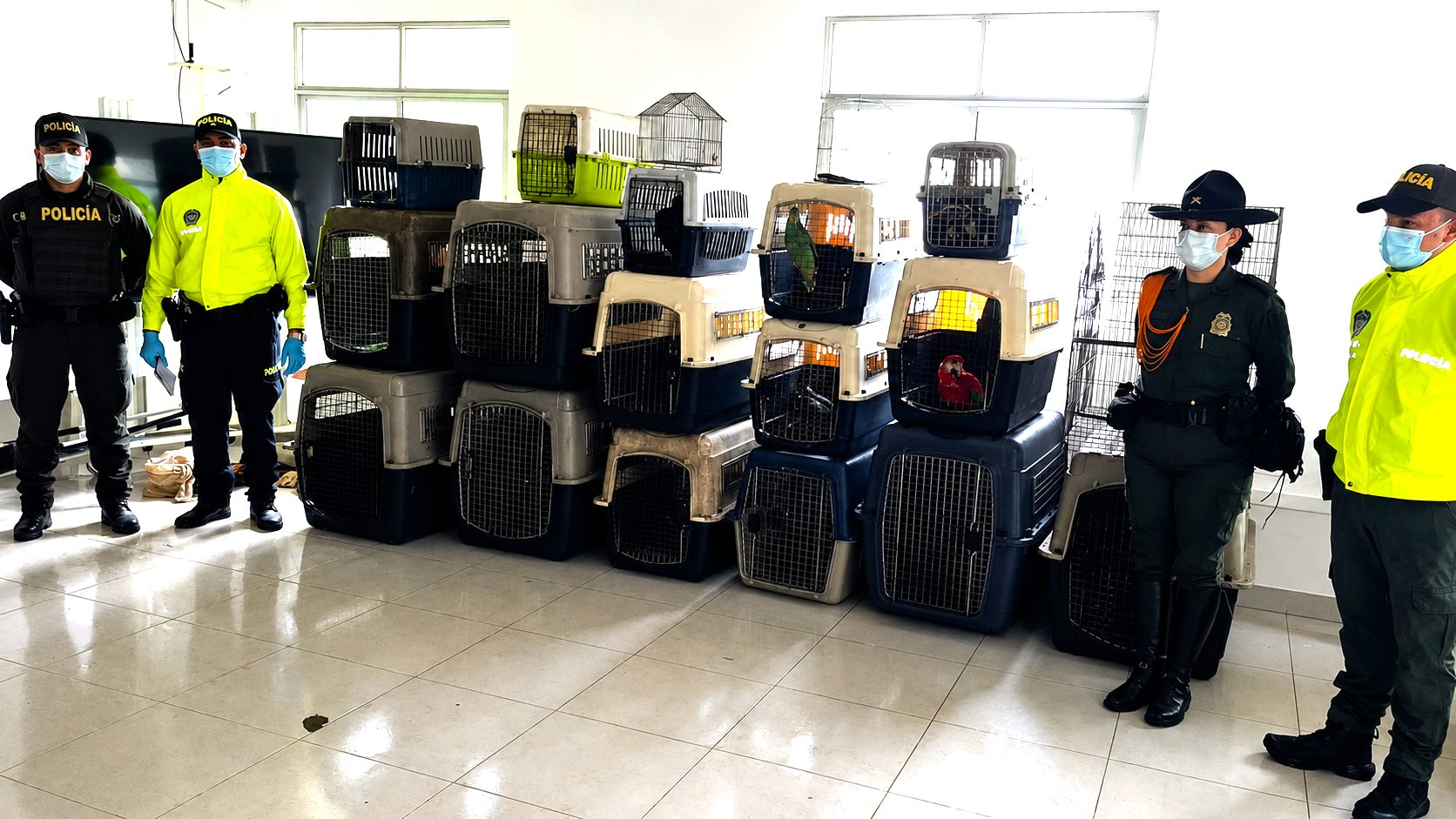 Judicializado a creador digital en Putumayo por presunto cautiverio y maltrato de 30 animales silvestres1