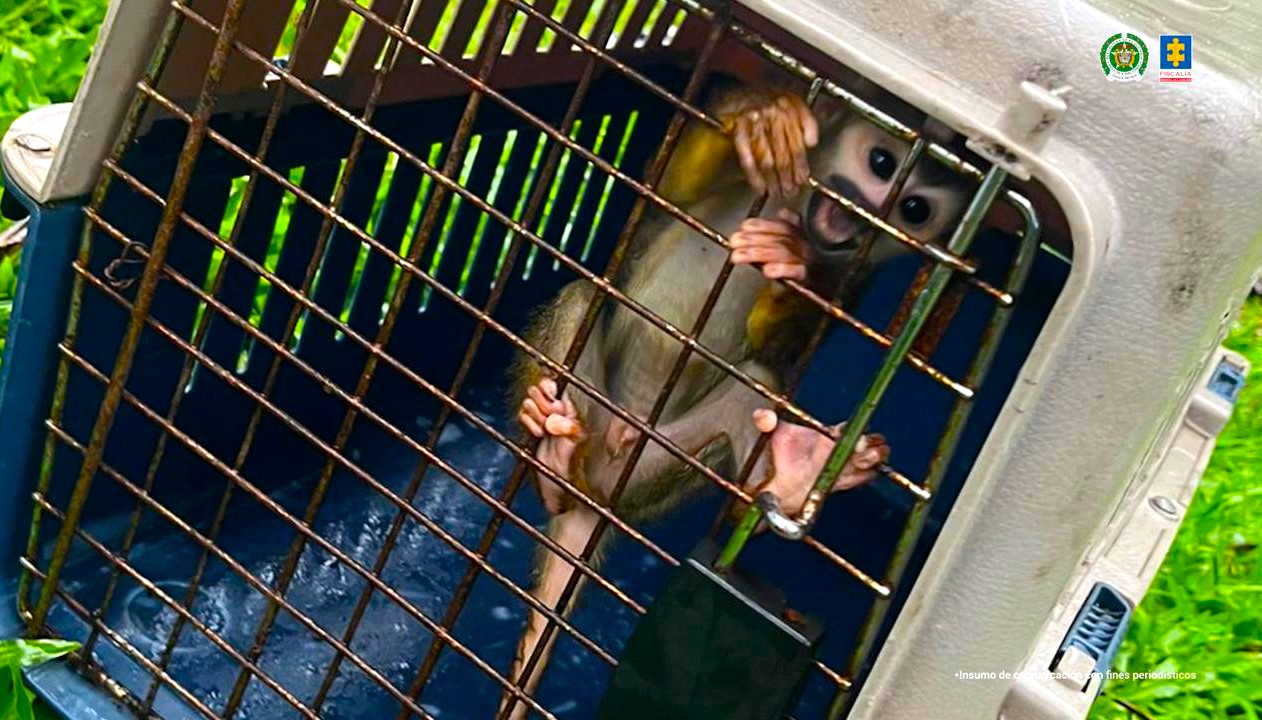Judicializado a creador digital en Putumayo por presunto cautiverio y maltrato de 30 animales silvestres2