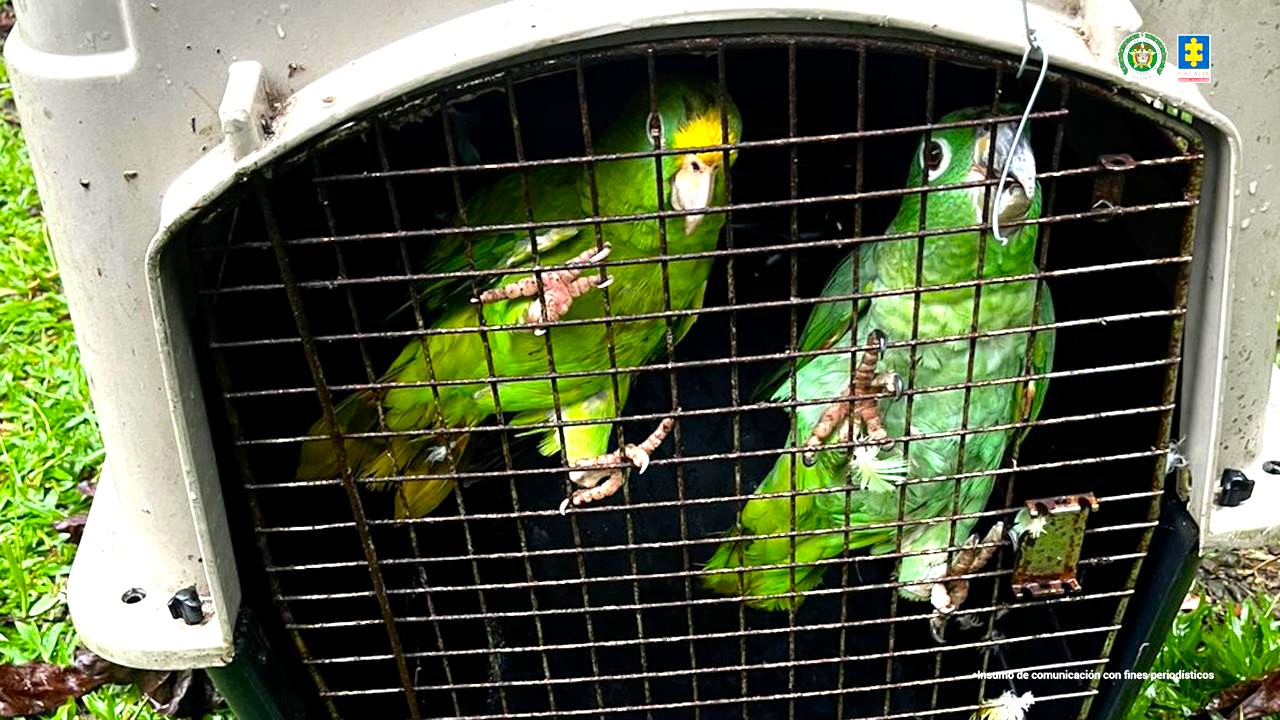 Judicializado a creador digital en Putumayo por presunto cautiverio y maltrato de 30 animales silvestres3