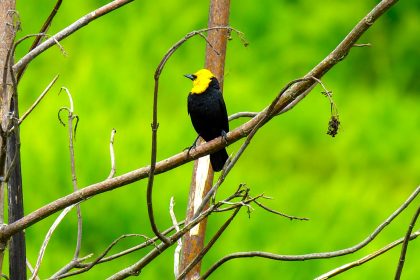Mas de 100 especies reaparecen en la cuenca media del rio Bogota tras recuperacion ambiental 1