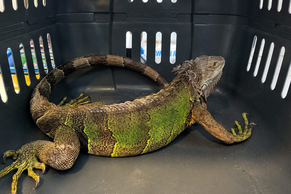 Rescatan iguana gravemente herida en Sesquile y crece la preocupacion por la fauna silvestre en 1