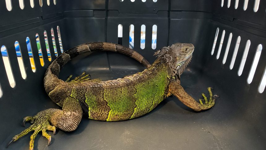 Rescatan iguana gravemente herida en Sesquile y crece la preocupacion por la fauna silvestre en 1