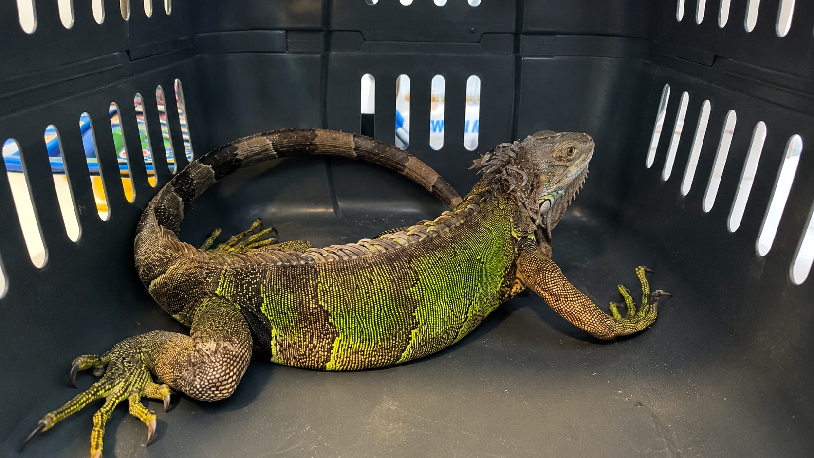 Rescatan iguana gravemente herida en Sesquile y crece la preocupacion por la fauna silvestre en 1