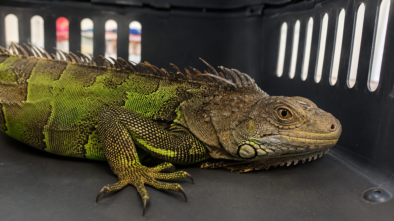 Rescatan iguana gravemente herida en Sesquile y crece la preocupacion por la fauna silvestre en Cundinamarca2