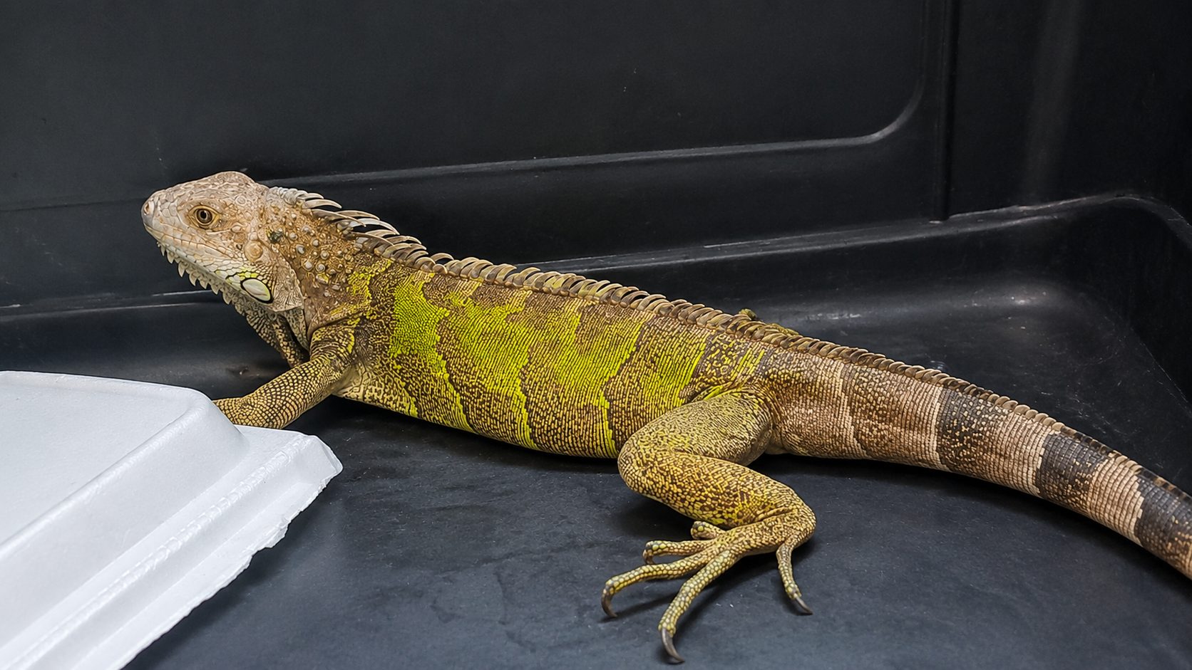 Rescatan iguana gravemente herida en Sesquile y crece la preocupacion por la fauna silvestre en Cundinamarca3