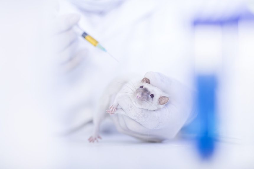 laboratory worker injecting white rat using syrin 2026 03 25 01 12 17 utc