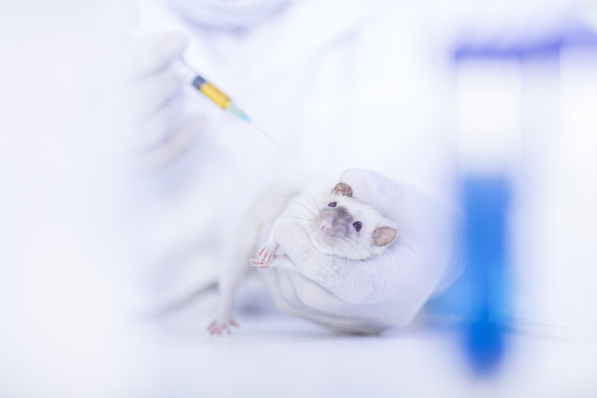 laboratory worker injecting white rat using syrin 2026 03 25 01 12 17 utc