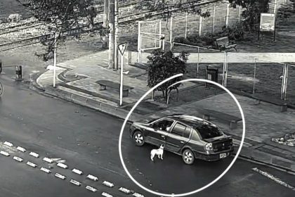 Cámaras registraron presunto abandono de una perrita en Cajicá: autoridades piden ayuda para ubicar a sus posibles dueños 12