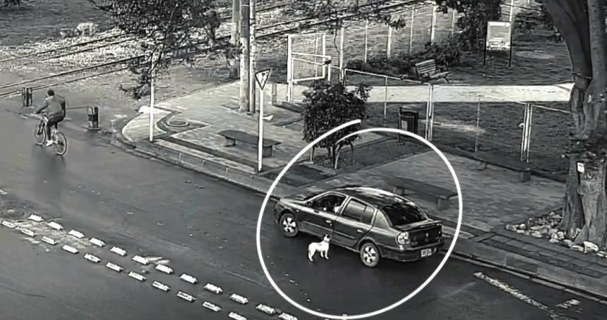 Cámaras registraron presunto abandono de una perrita en Cajicá: autoridades piden ayuda para ubicar a sus posibles dueños 10