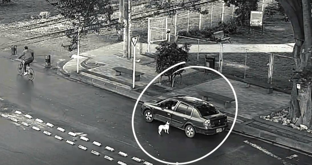 Cámaras registraron presunto abandono de una perrita en Cajicá: autoridades piden ayuda para ubicar a sus posibles dueños 20