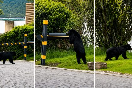 El oso andino que se hizo viral en redes sociales nunca ingresó a una zona urbana ni a un conjunto residencial: CAR 34