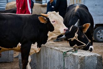 Fallas en SINIGAN generan tension en la Plaza de Ferias de Zipaquira y afectan la comercializacion de ganado1