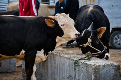 Fallas en SINIGAN generan tension en la Plaza de Ferias de Zipaquira y afectan la comercializacion de ganado1